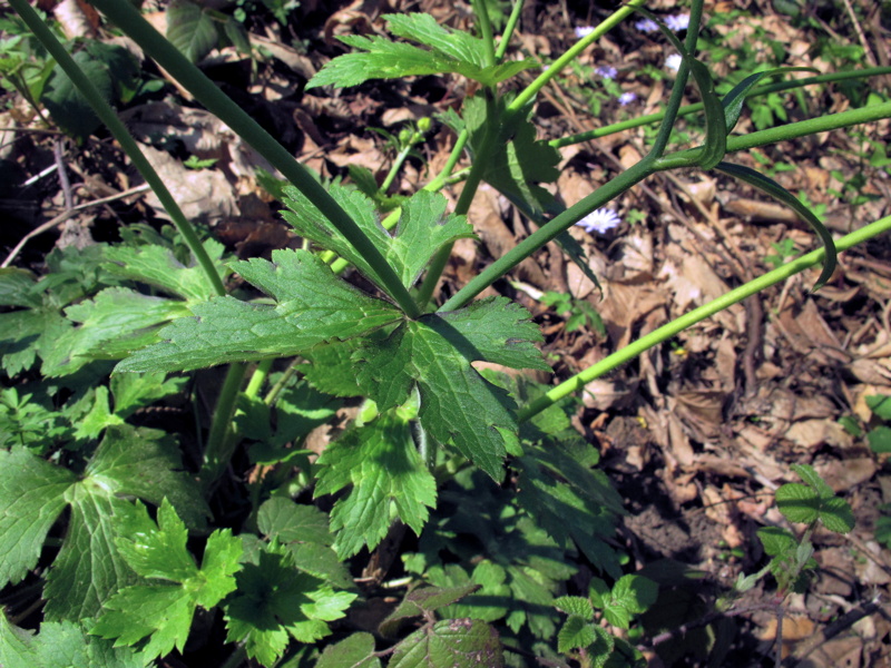 Ranunculus lanuginosus / Ranuncolo lanuto
