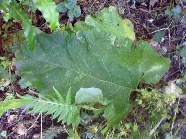Petasites: la foglia più grande