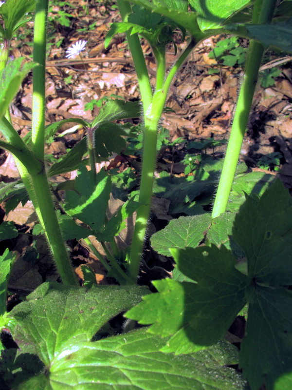 Ranunculus lanuginosus / Ranuncolo lanuto