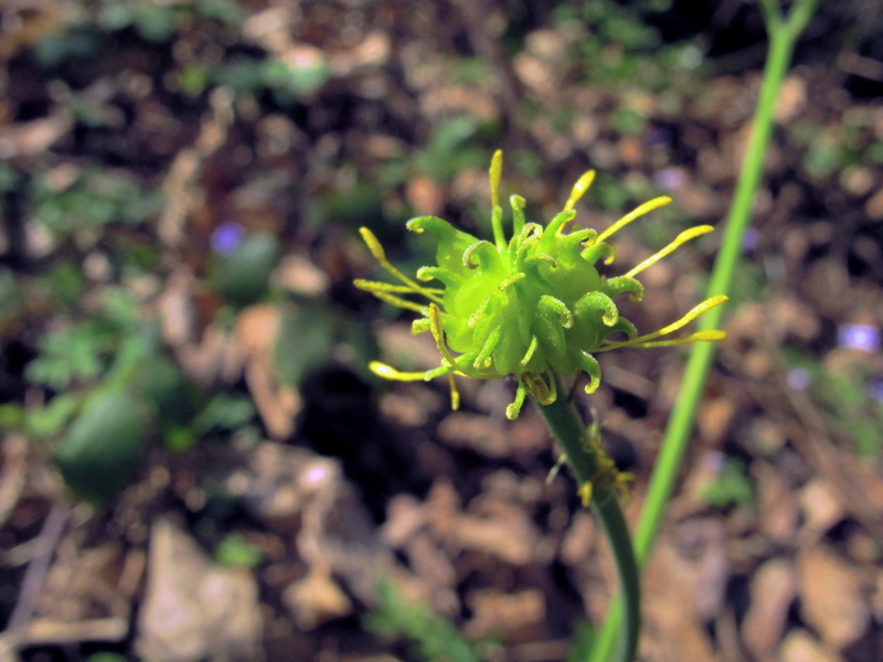 Ranunculus lanuginosus / Ranuncolo lanuto