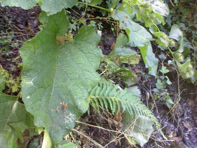 Petasites: la foglia più grande