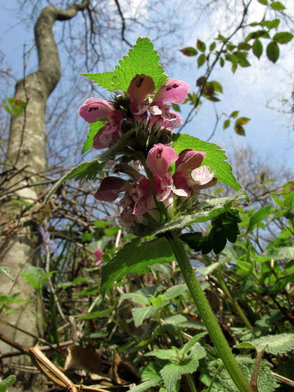 Lamium maculatum (e L. purpureum)