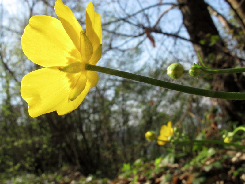 Ranunculus lanuginosus / Ranuncolo lanuto