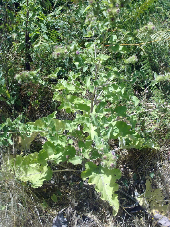 Petasites: la foglia più grande