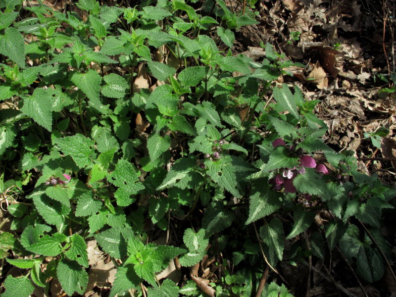 Lamium maculatum (e L. purpureum)