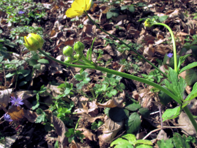 Ranunculus lanuginosus / Ranuncolo lanuto