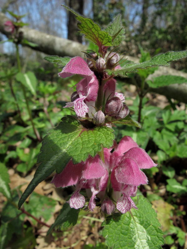 Lamium maculatum (e L. purpureum)