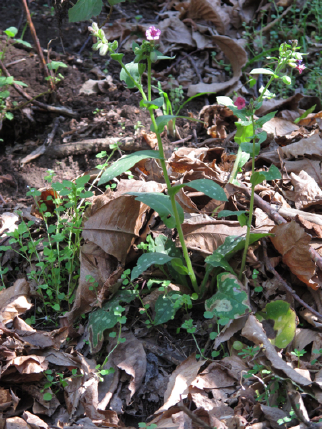 Pulmonaria hirta / Polmonaria chiazzata