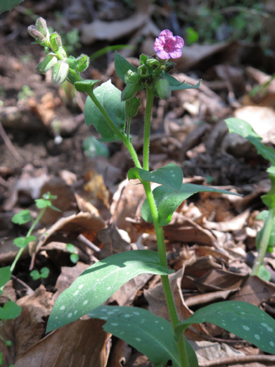 Pulmonaria hirta / Polmonaria chiazzata