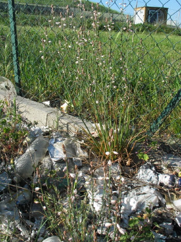 Dalla primavera al Polo Nord - 1/2 - Asphodelus fistulosus