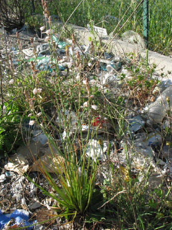 Dalla primavera al Polo Nord - 1/2 - Asphodelus fistulosus