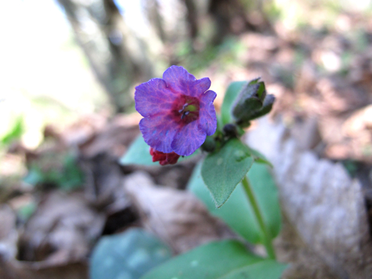 Pulmonaria hirta / Polmonaria chiazzata
