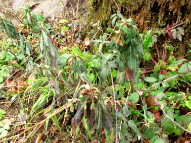 Euphorbia amygdaloides