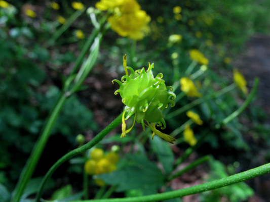 Ranunculus lanuginosus / Ranuncolo lanuto