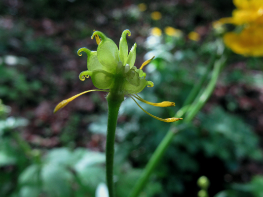Ranunculus lanuginosus / Ranuncolo lanuto