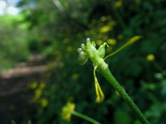 Ranunculus lanuginosus / Ranuncolo lanuto
