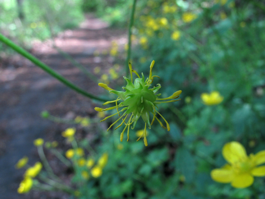 Ranunculus lanuginosus / Ranuncolo lanuto