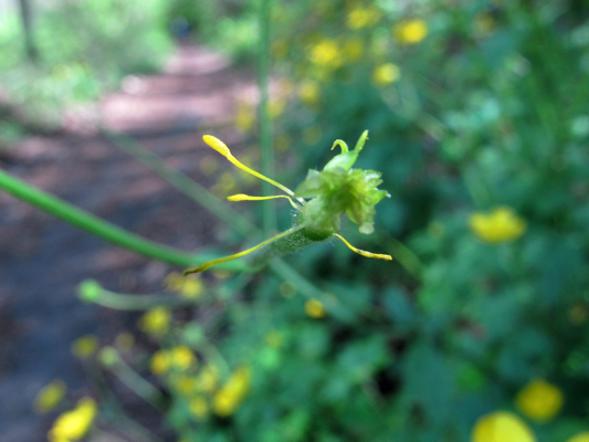 Ranunculus lanuginosus / Ranuncolo lanuto