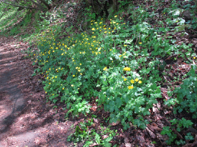 Ranunculus lanuginosus / Ranuncolo lanuto