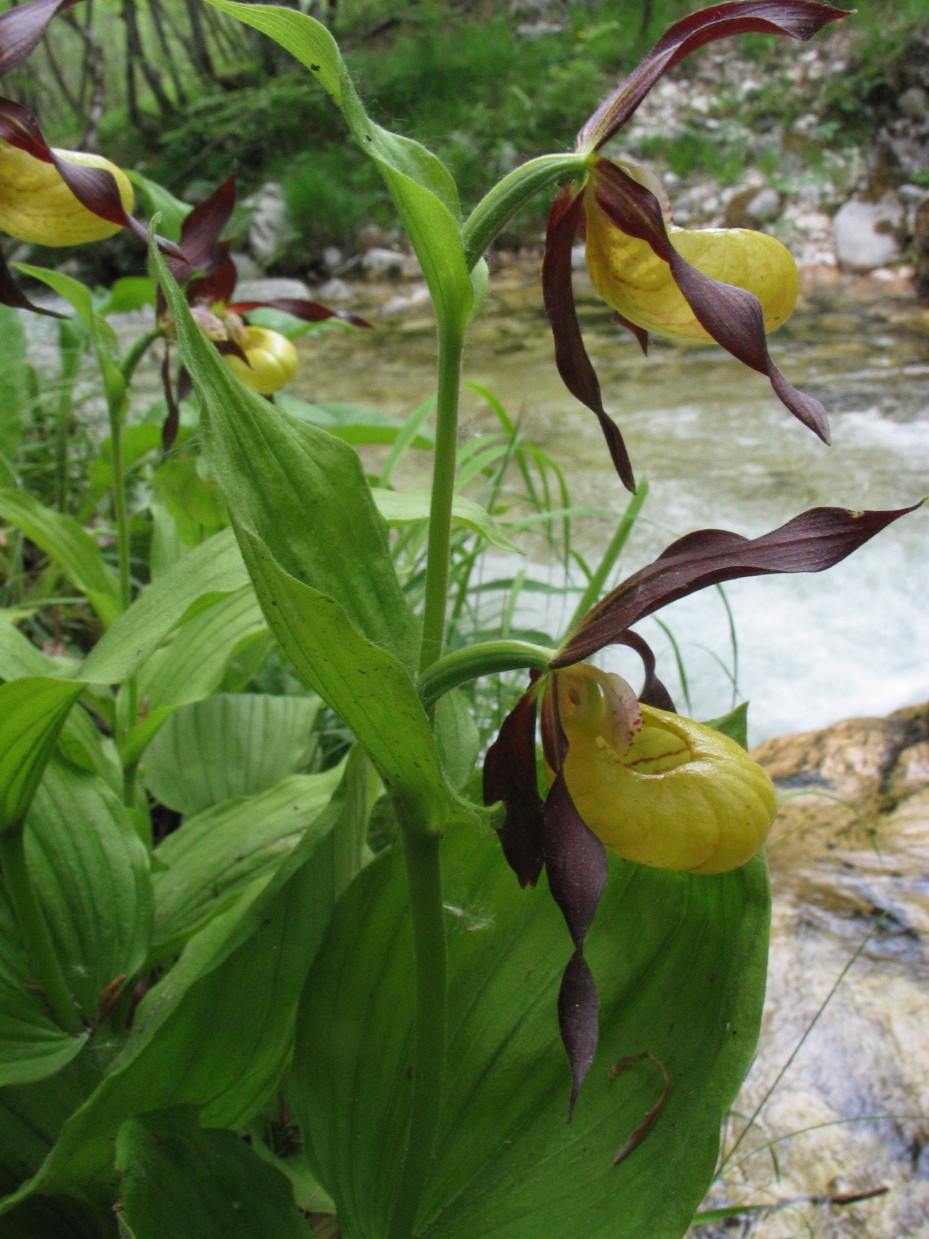 Cypripedium calceolus