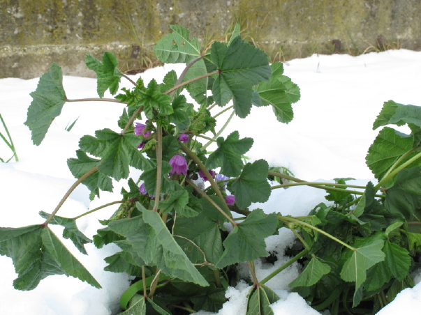 Dalla primavera al Polo Nord - 2/2 - Malva sylvestris