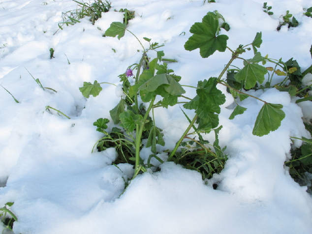 Dalla primavera al Polo Nord - 2/2 - Malva sylvestris