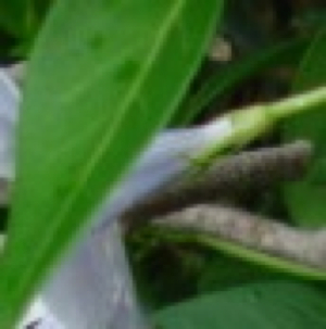 Vinca maior