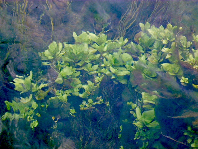Hidrophyta da determinare