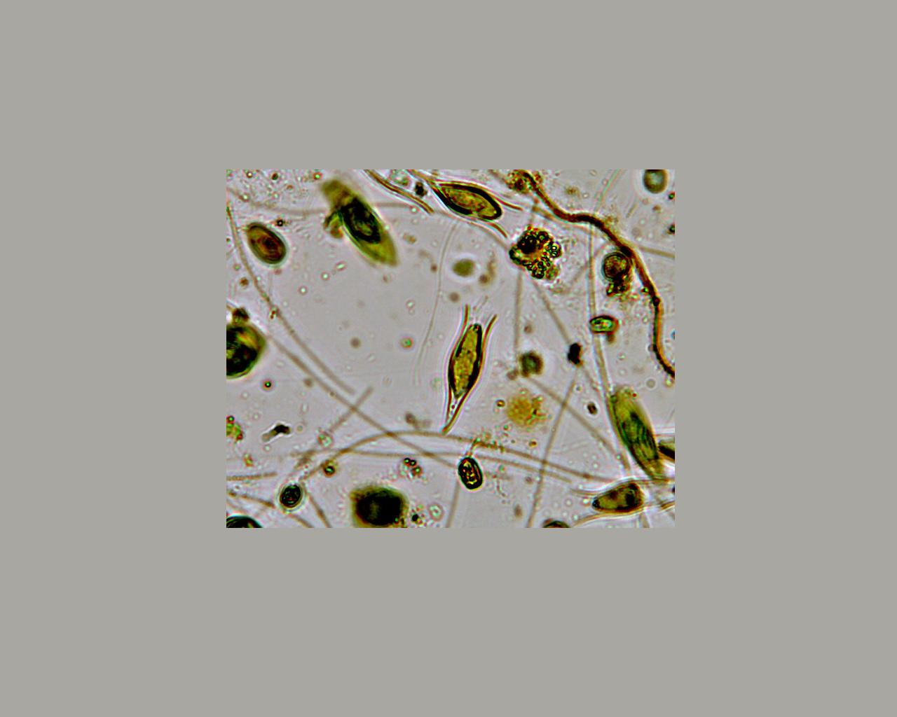 Moticam 1000 qualche foto senza illuminazione obliqua