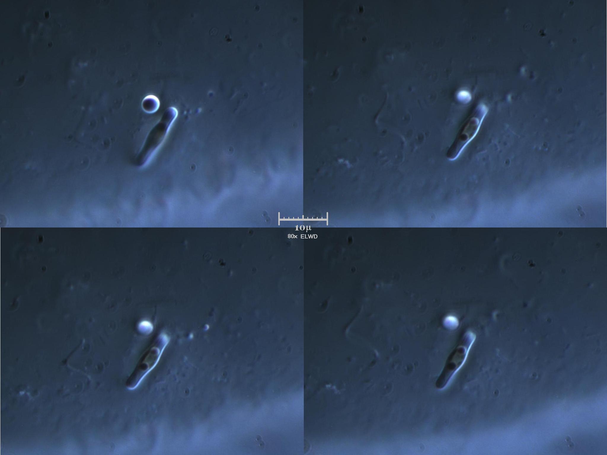 Unidentificated Protist Object