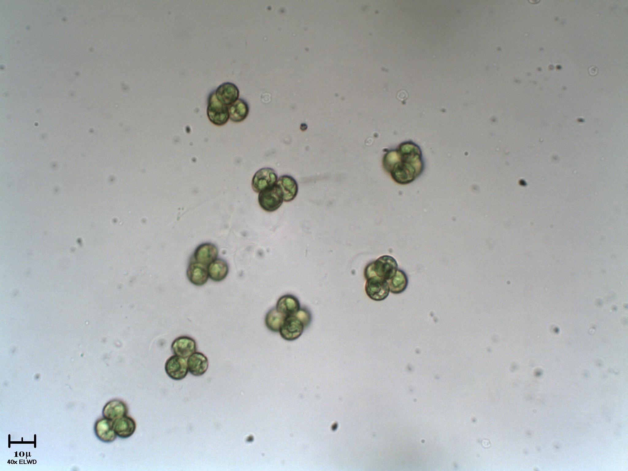 Cloroficee