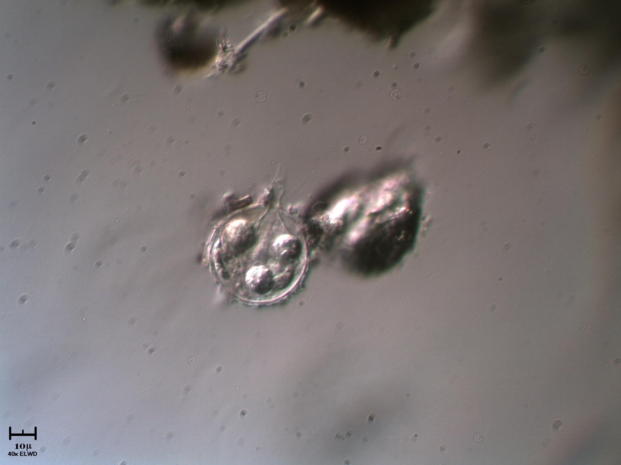 Strana ampolla