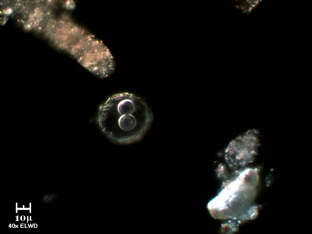 Strana ampolla