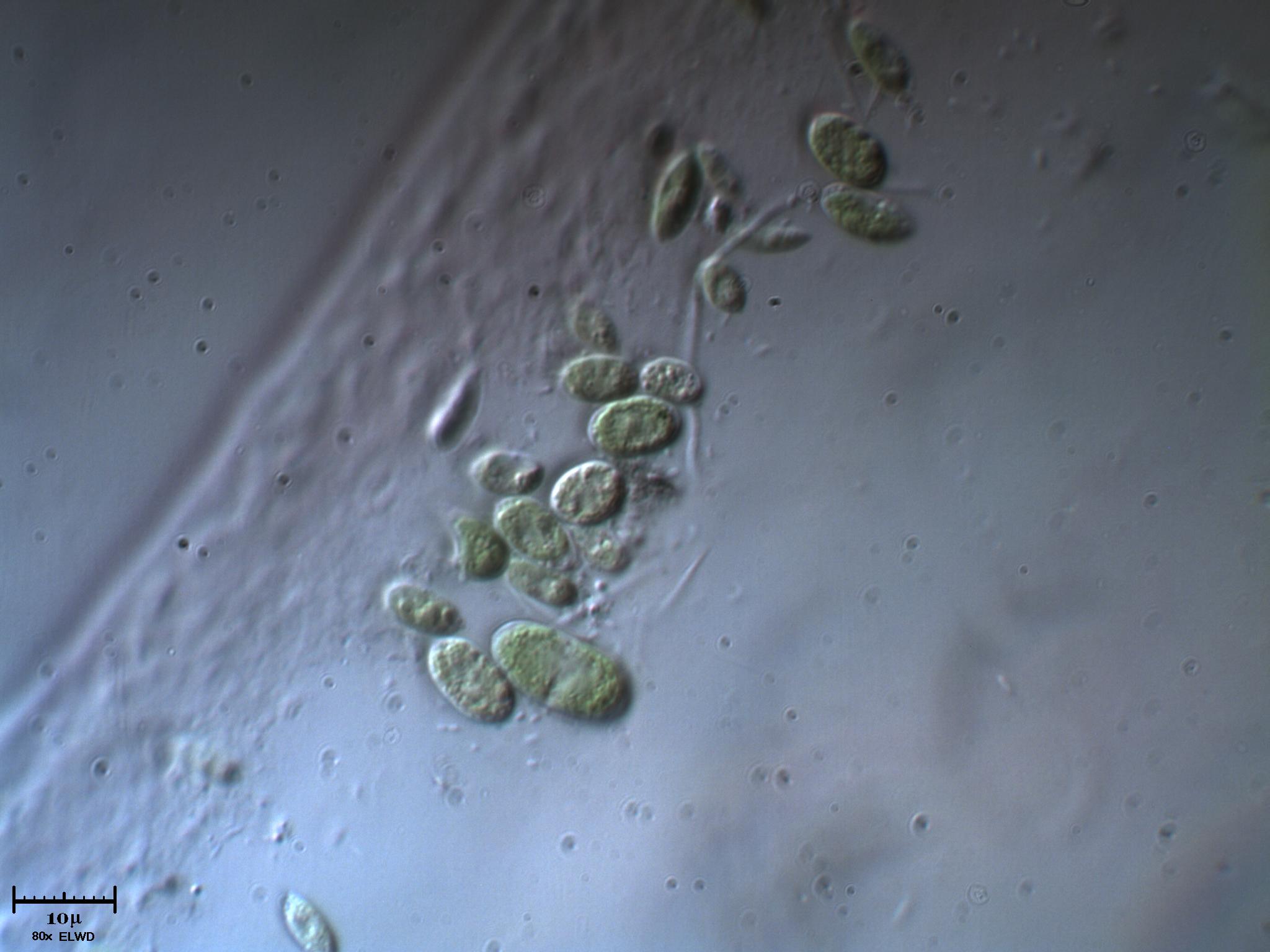 Microalghe
