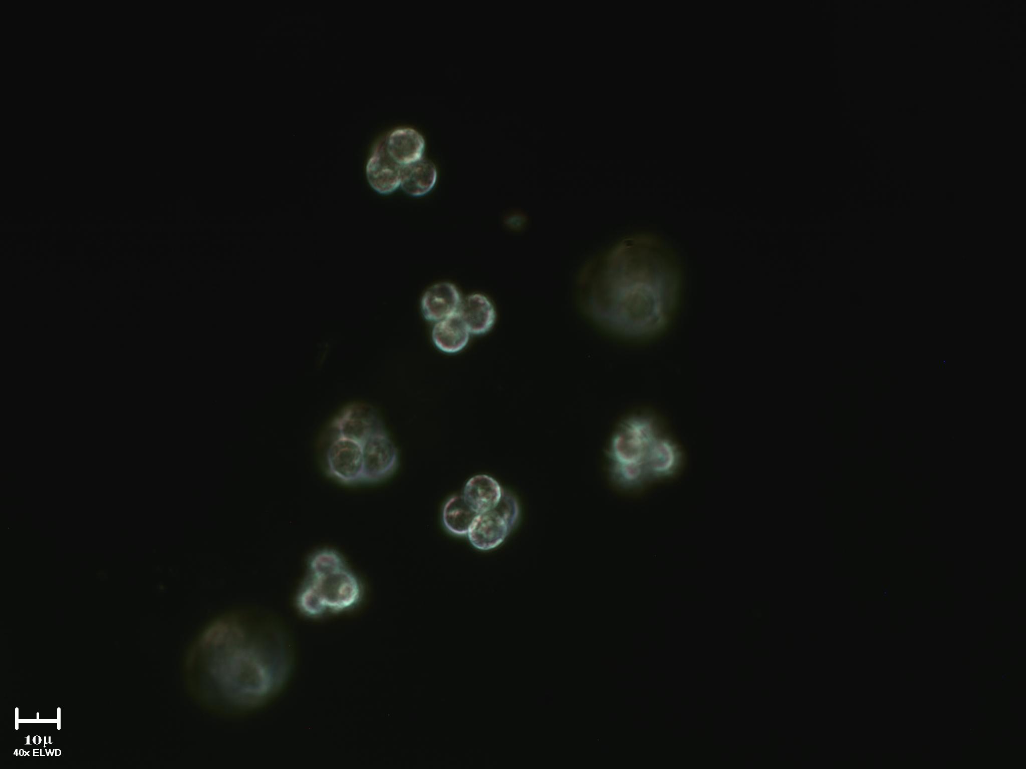 Cloroficee