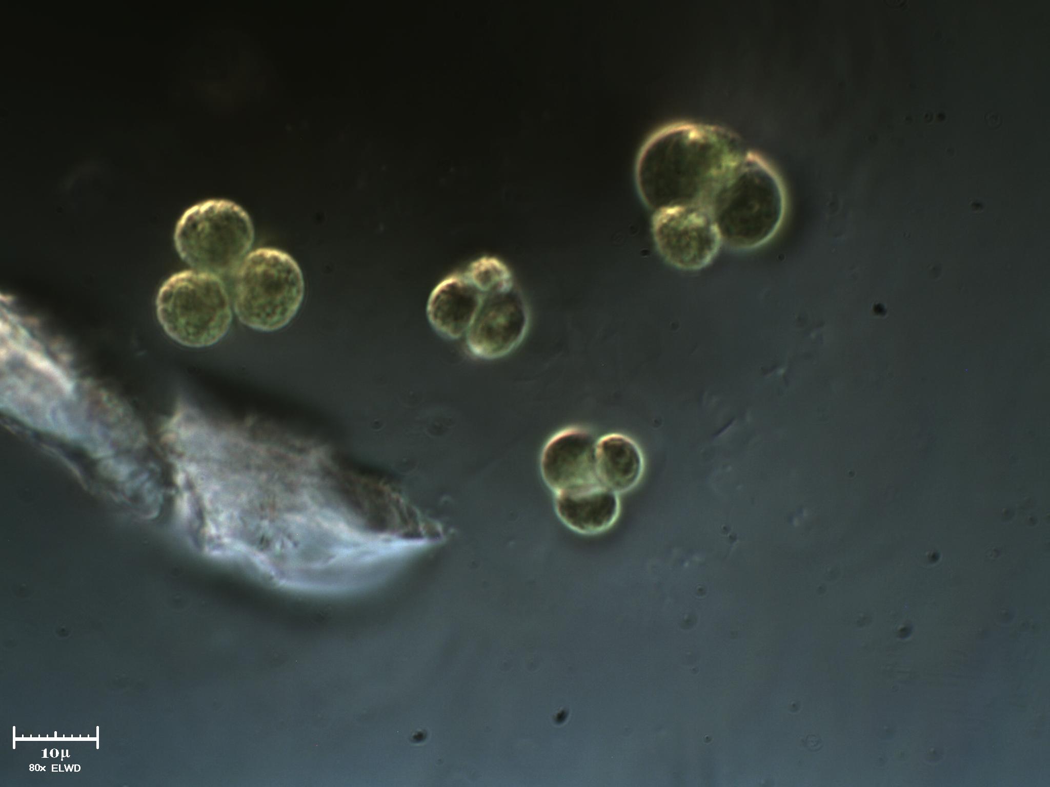 Cloroficee