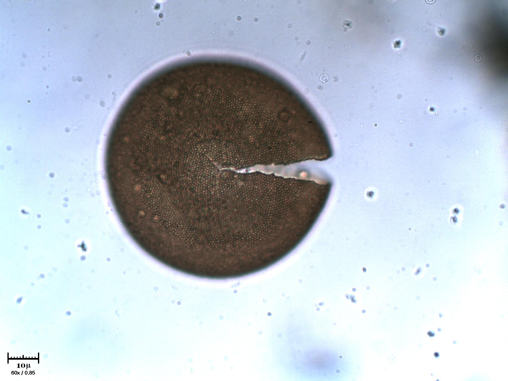 Scassamento di tecameba