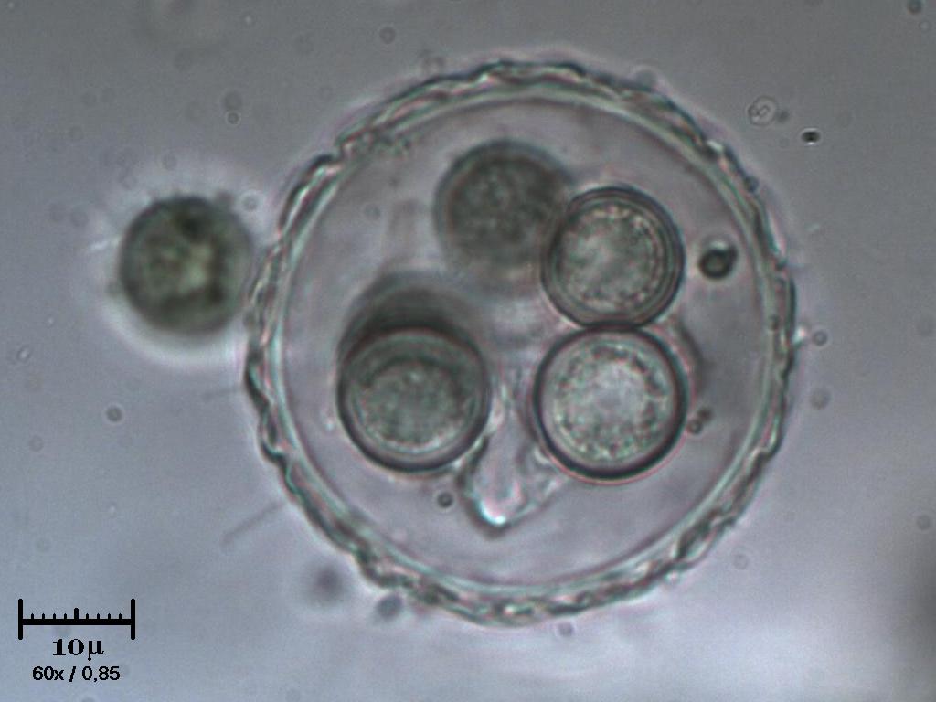 Strana ampolla