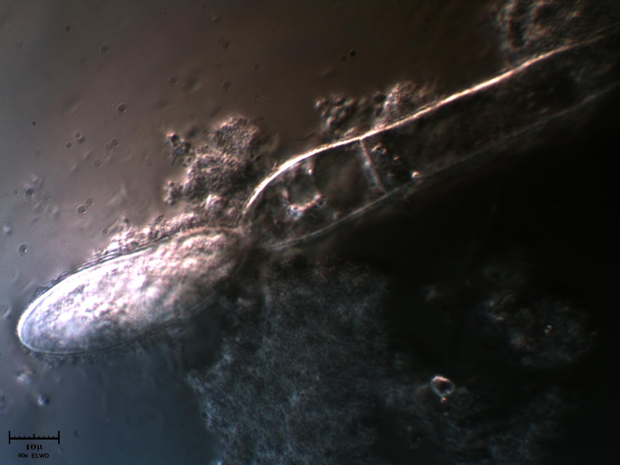 AIUTATEMI fatemi fare bella figura