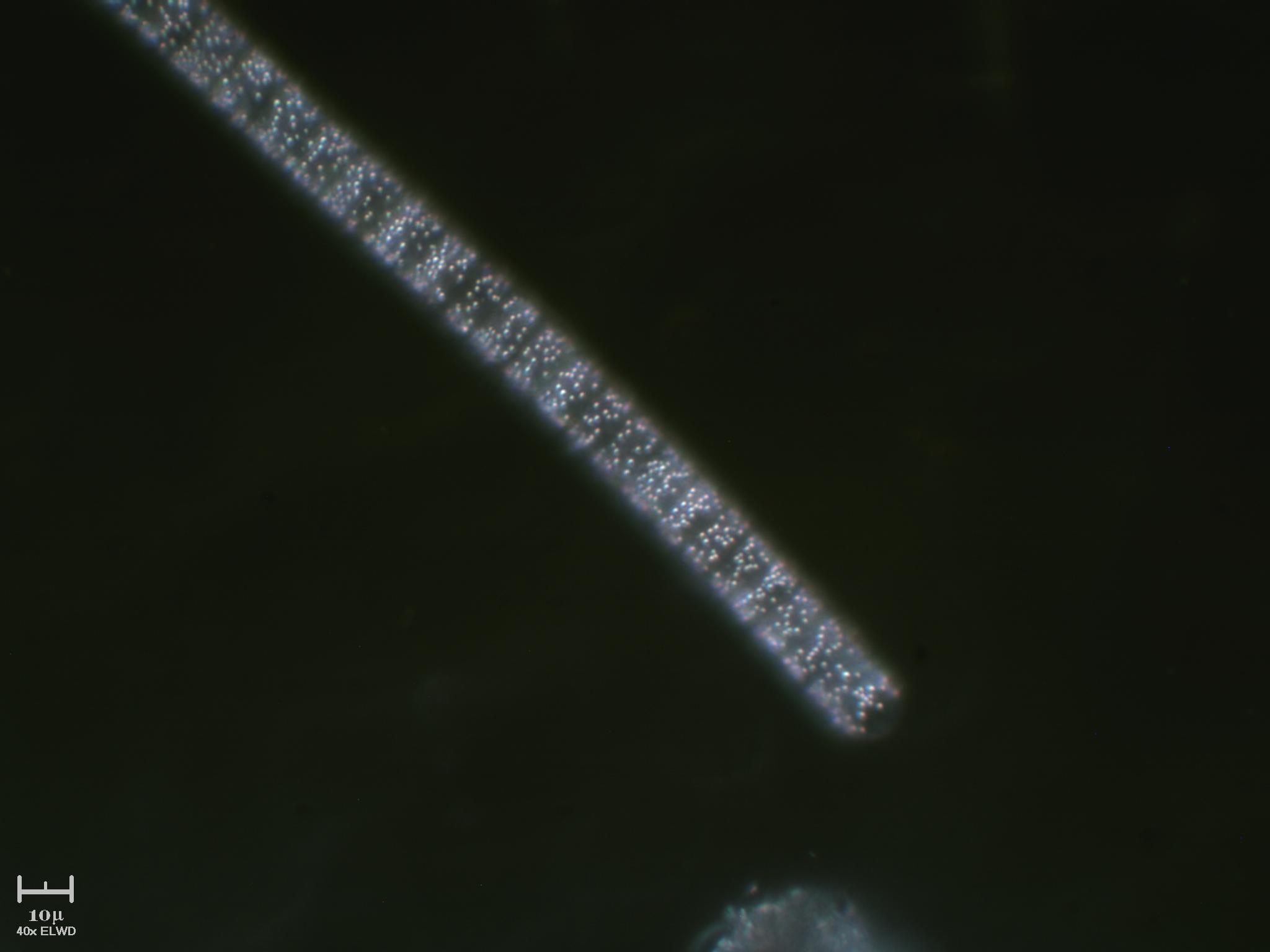 Bellissimo cianobatterio a pois fosforescenti x Nre