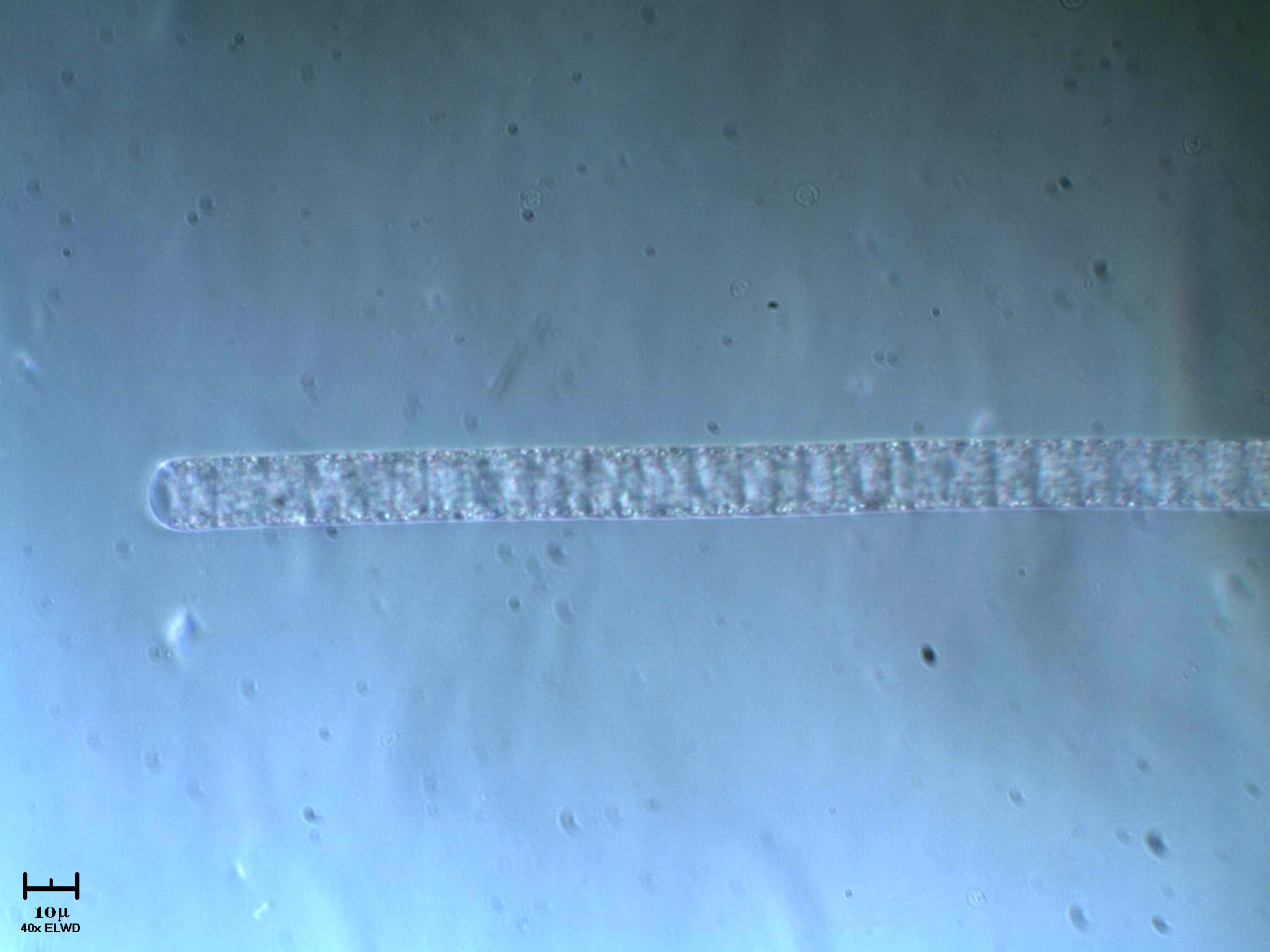 Bellissimo cianobatterio a pois fosforescenti x Nre