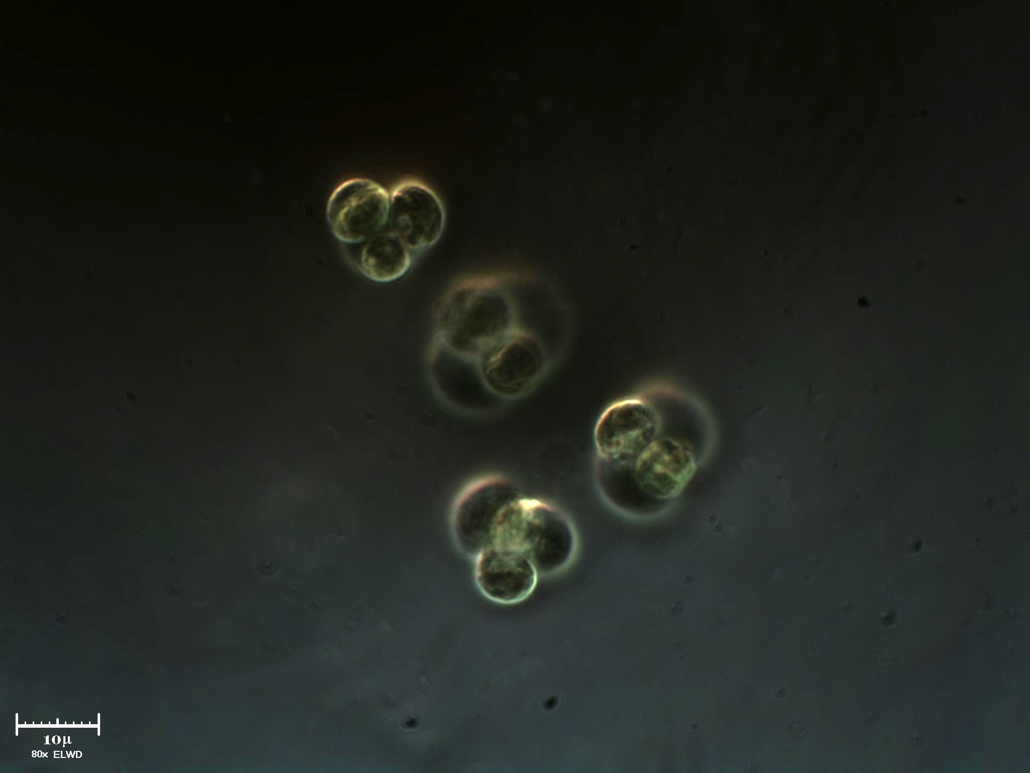 Cloroficee