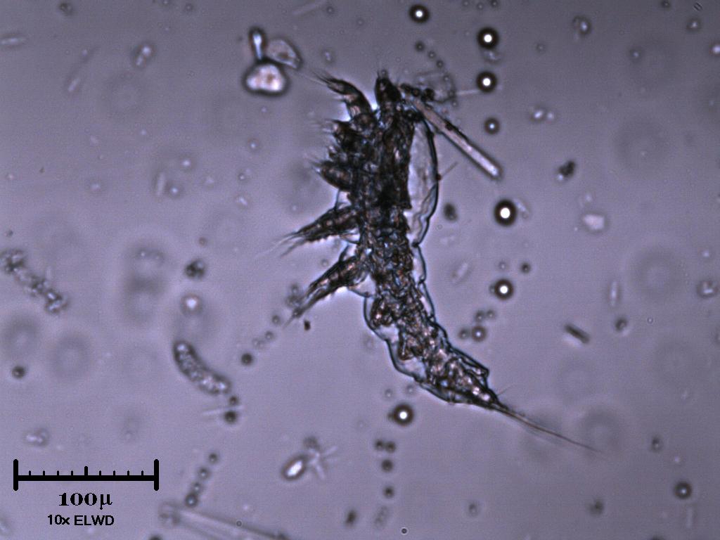 Fantasma di copepode