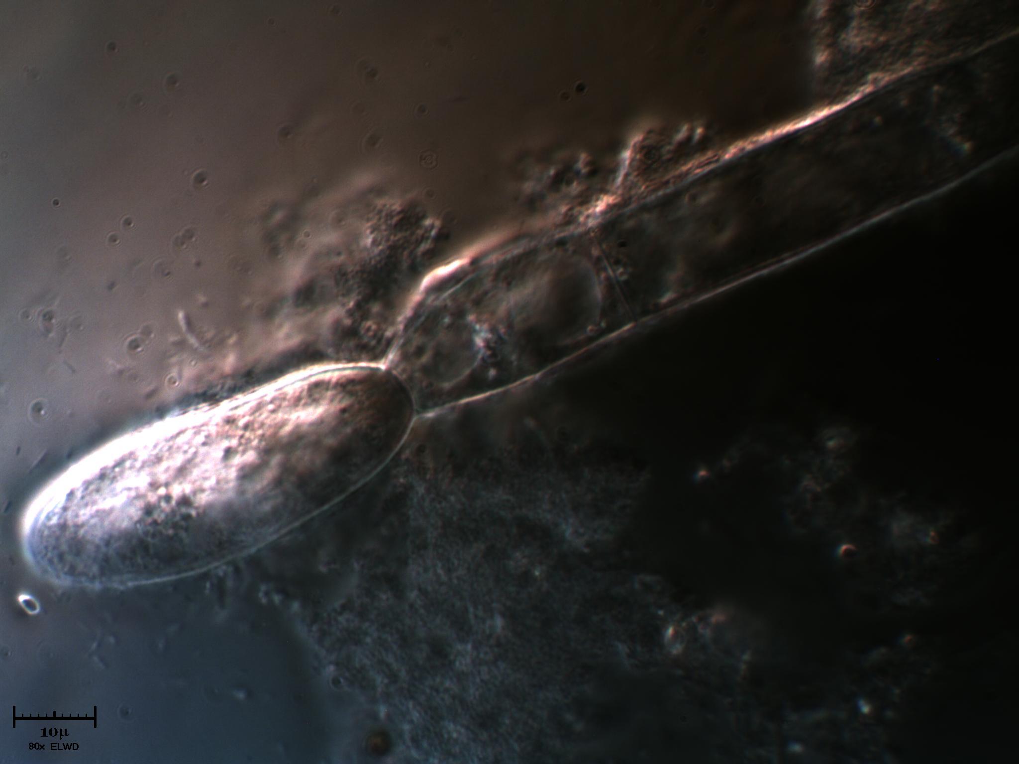 AIUTATEMI fatemi fare bella figura