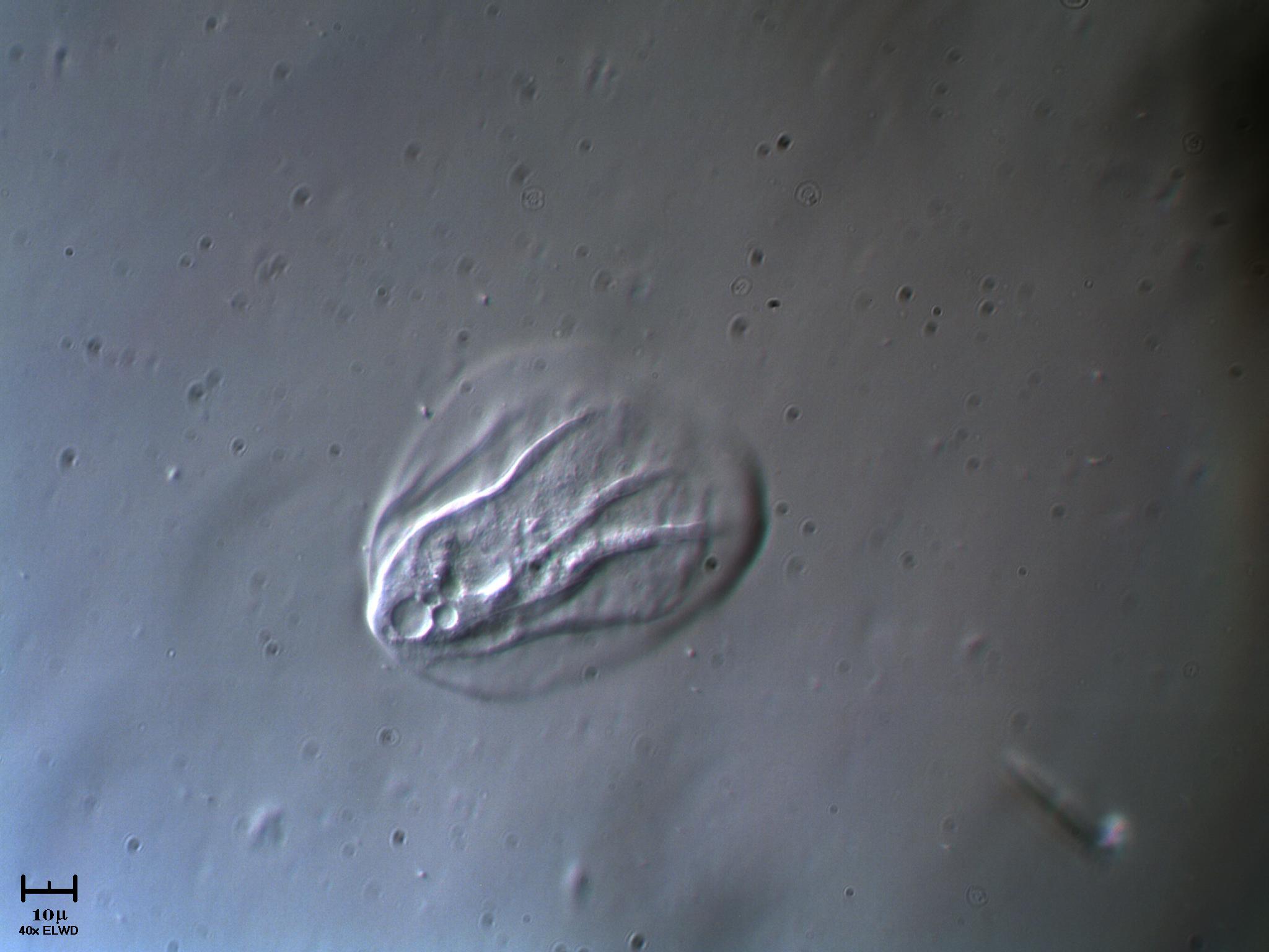 Pure io Ameba striata si si pure io ecco!