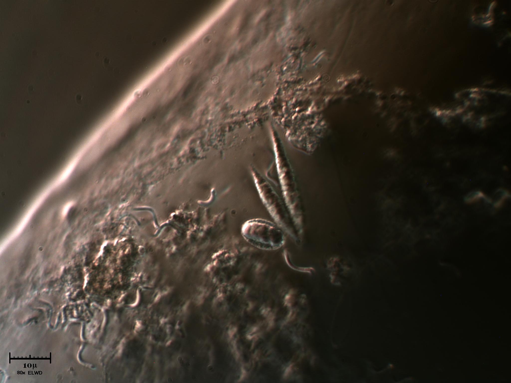 Ma si baciano tutti?