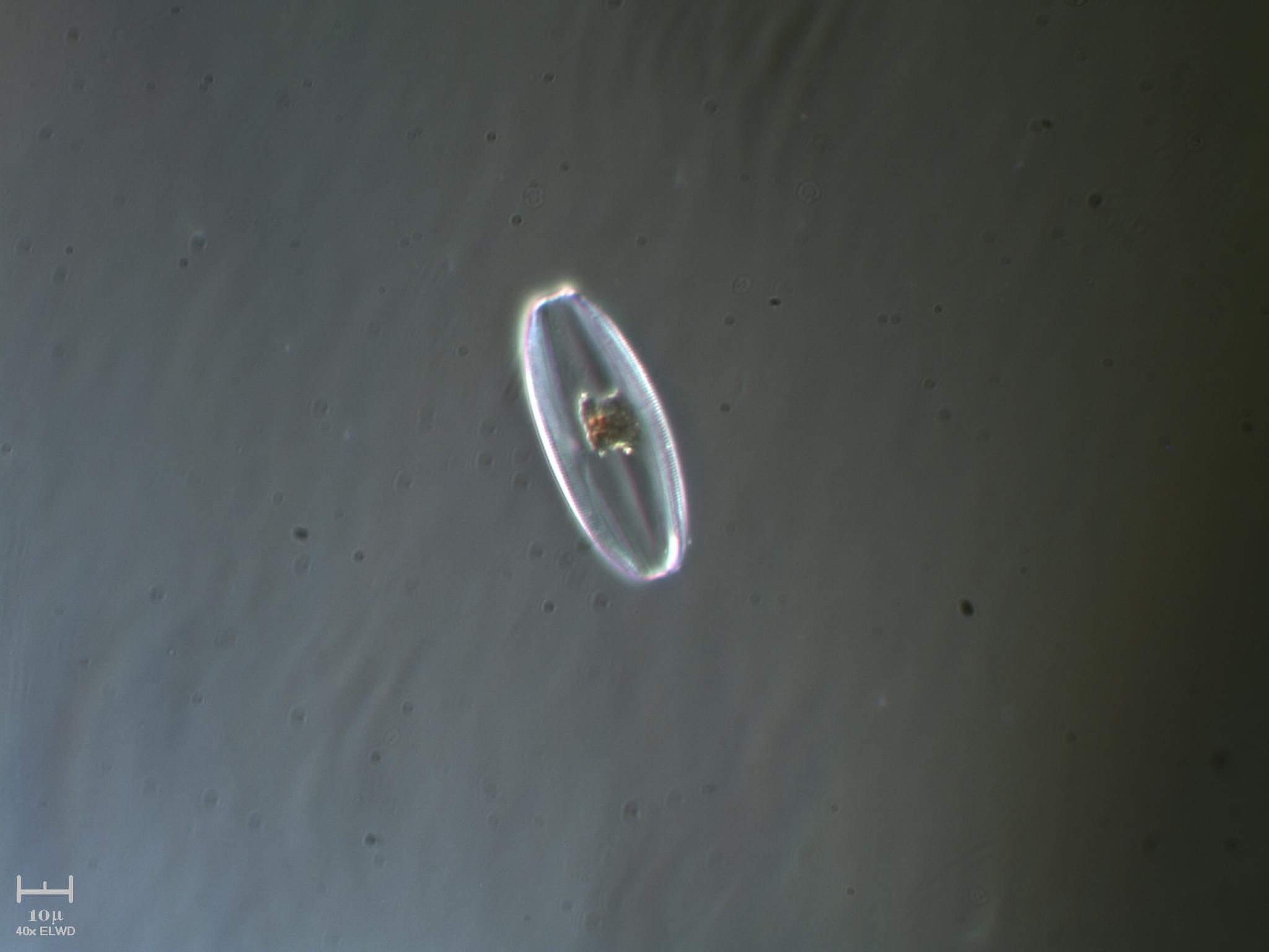 Escoooo !!  non fotografi pi� ?