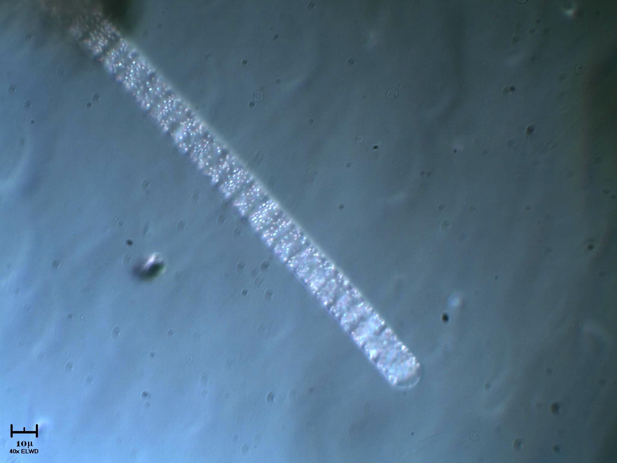 Bellissimo cianobatterio a pois fosforescenti x Nre