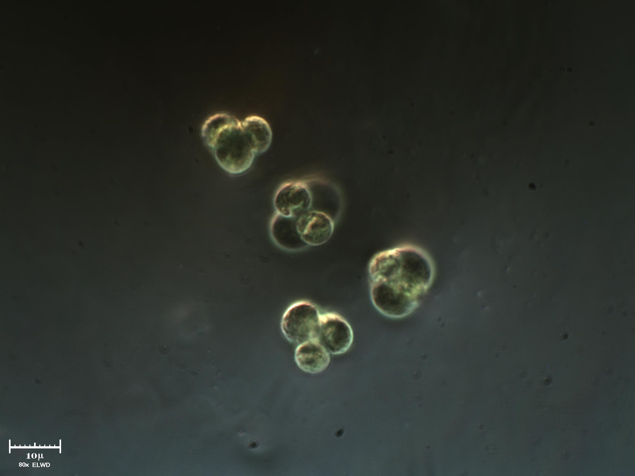 Cloroficee