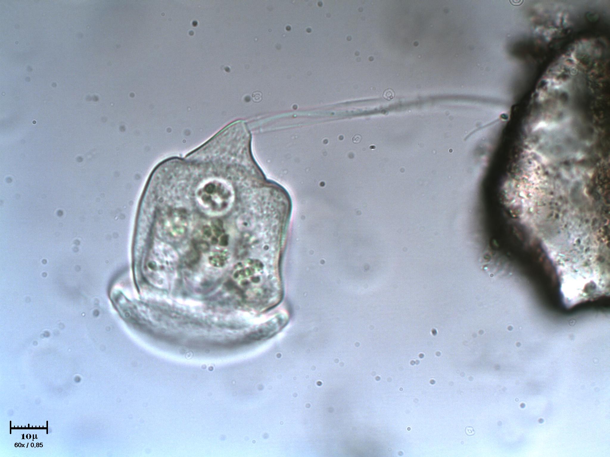 Giramento di Vorticella